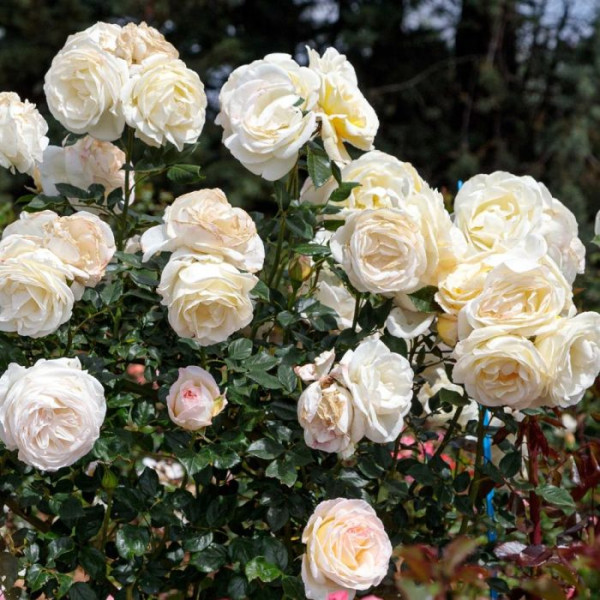 CAMILLE CLAUDEL® Meiroguste CAMILLE CLAUDEL® Meiroguste